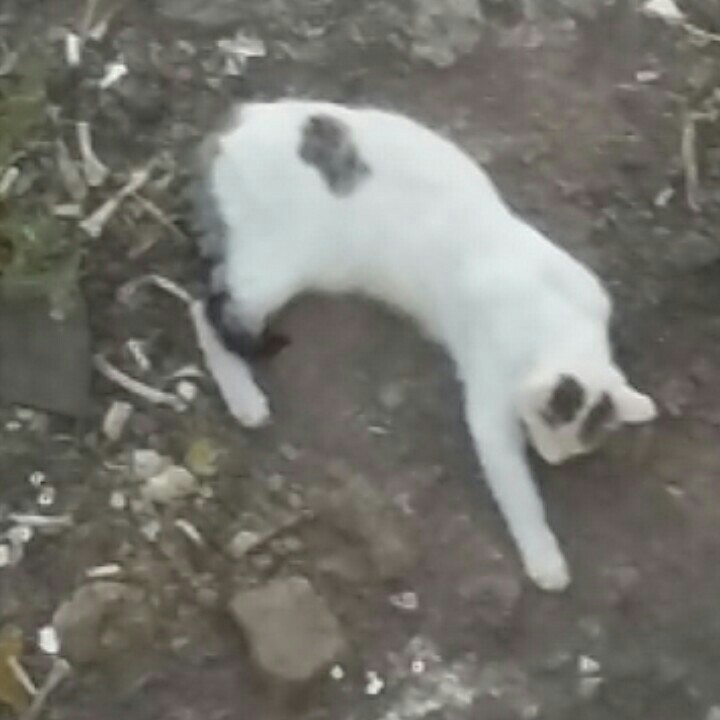 پسرگلم کمین کرده بودکبوتر بخوره دست زدم در رفتن😂