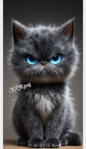 گربه چشم آبی 💙 بد اخلاق 🤣😂