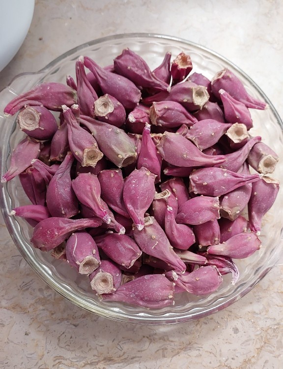 میوه کاکتوس