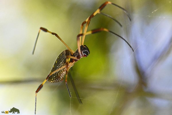 راز بقاء.... عنکبوتا شبا کجا می‌خوابند؟؟ واقعاً کسی میدونه؟ 