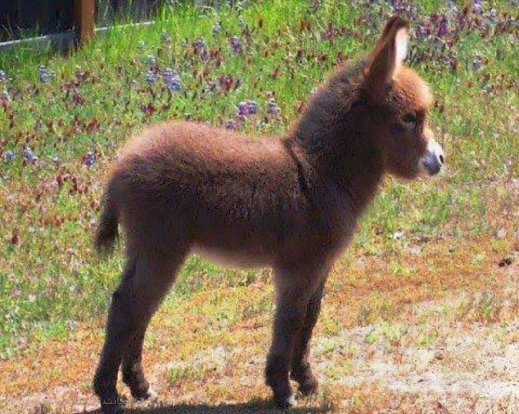 کی گفته کُرِ خَر فُحشه ؟؟ اتفاقا خیلی هم نازه 😅