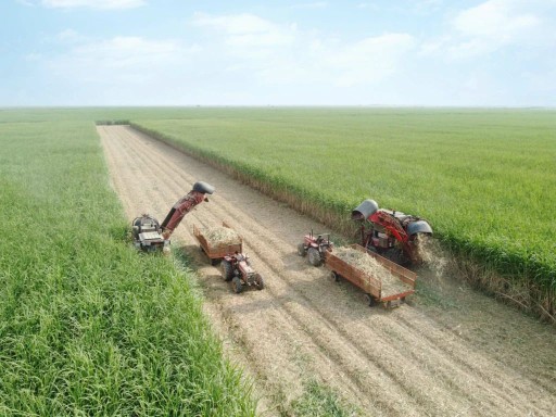 برداشت نیشکر... 