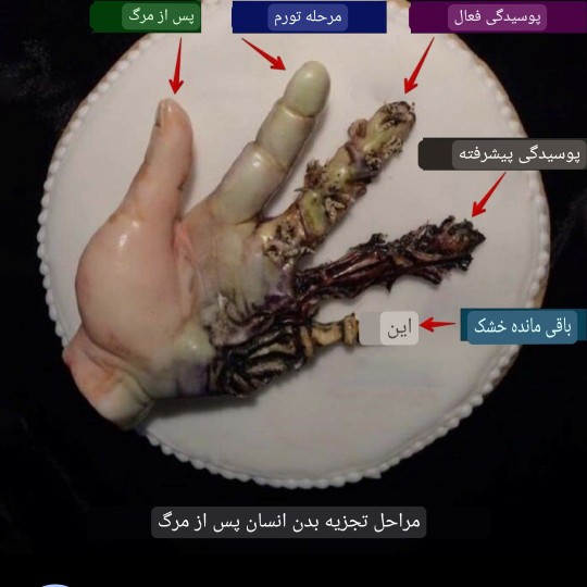 مراحل  تجزیه جسم انسان بعد از وفات یافتن داخل قبر...💔
