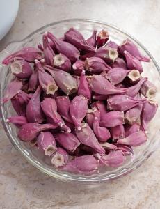 میوه کاکتوس