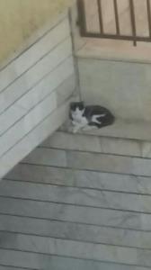 دعواش کردم رفته خونه همسایه گربه هم قهرو😂😌