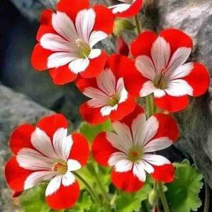 🍃🌸 روز پاییزیمون را
🍃🌸بـــا ســلام و درود 
🍃🌸بشما مهربانان آغاز میکنم

🍃🌸و از خدای کریم میخواهم
🍃🌸بـــرکــت نــگـــاهــش را 
🍃🌸در نــگــاهــتــان بــریــزد
🍃🌸تــا هــرکــجــا مـی‌نــگــریــد
🍃🌸خیر باشد و شادی و مهربانی

🍃🌸امــیــدوارم آســمـــون
🍃🌸زنـدگـیـتـون پـر نـور بــاشــه
🍃🌸و پـر از نـغـمـه هـای عـاشـقـانـه

🍃🌸و حـــس خـــوشــبــخــتــی
🍃🌸هـمـه حـال هـمـراهـتـون بـاشـه..🤲🏻🙏🏻