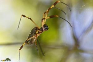 راز بقاء.... عنکبوتا شبا کجا می‌خوابند؟؟ واقعاً کسی میدونه؟ 