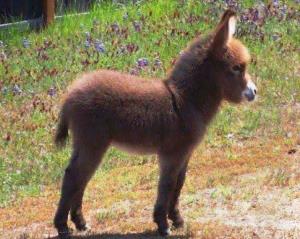 کی گفته کُرِ خَر فُحشه ؟؟ اتفاقا خیلی هم نازه 😅