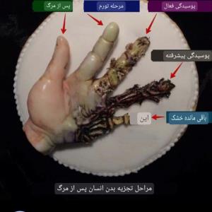 مراحل  تجزیه جسم انسان بعد از وفات یافتن داخل قبر...💔
