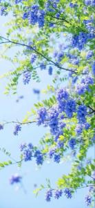 خیال کن که رفته‌ای 