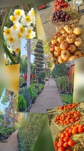 قصردشت و قشنگیای خوش عطر و خوشمزه ش