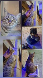 گوربابا مهربان 🐈🐈🐈🐈🐈🐈🐈