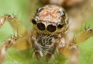یه عنکبوت باحال، راز بقاء سؤال عنکبوتا شبا کجا می‌خوابند؟🥴 