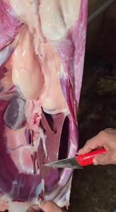 بزا جگرشو دربیارن دوپیازه درست کنم😍😜