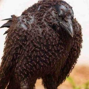 وقتی کلاغ‌ها احساس  بیماری ناشی از انگل‌ها می‌کنند، به طور غریزی  به مورچه‌ها نزدیک می‌شوند، در یک نقطه خاص می‌نشینند و بی‌حرکت می‌مانند. آنها به مورچه‌ها اجازه می‌دهند تا به بدن آنها، به خصوص بین پرهایشان، بخزند.
 مورچه‌ها اسید فرمیک با خواص ضد میکروبی و ضد انگلی ترشح می‌کنند .