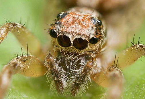 یه عنکبوت باحال، راز بقاء سؤال عنکبوتا شبا کجا می‌خوابند؟🥴 
