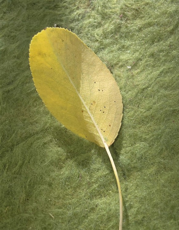✍️ در دلِ این تصویر من می نویسم...🍁💯