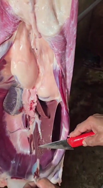 بزا جگرشو دربیارن دوپیازه درست کنم😍😜