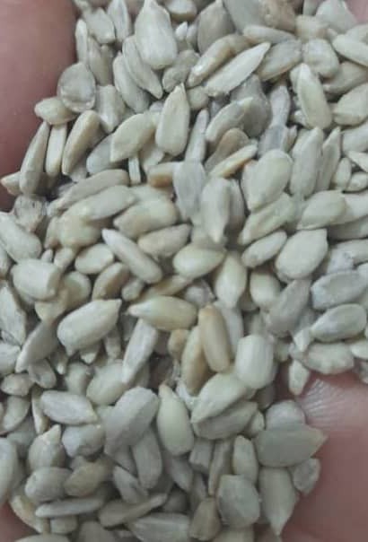 مغز تخمه آفتاب پرست ۳۵۰ خوب هست بخرم