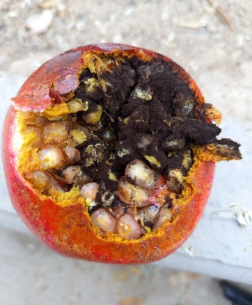 اناردونه مشکی روستامون