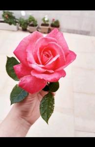 تفدیمش میکنم‌ به بهترین عشقم که شمایی