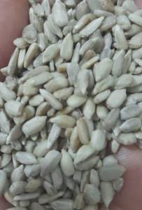 مغز تخمه آفتاب پرست ۳۵۰ خوب هست بخرم