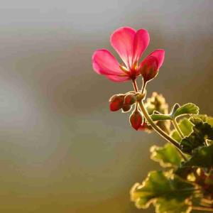 ریحه لیّل تِندهنی 
واسولف بیک واتوسد حِلم 
ملکاک واغفى بحِسبه متانیّک 
افز محتاج لِشلونک تِهت والعافیه عُیونک🤭♥️
.