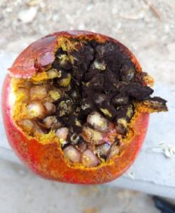 اناردونه مشکی روستامون