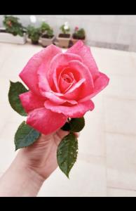 تقدیم با عشق به دوستان خوبم 🌹🌹🌹💕💚