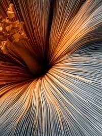 دلنوشته های من🌺4/15