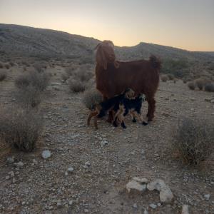 موقع برگشت از کوه نوردی این خوشکلی پیدا کردم  به خدا 