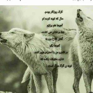 🌪️🌪️🌪️🌪️🐺🐺🔥🔥👍👍