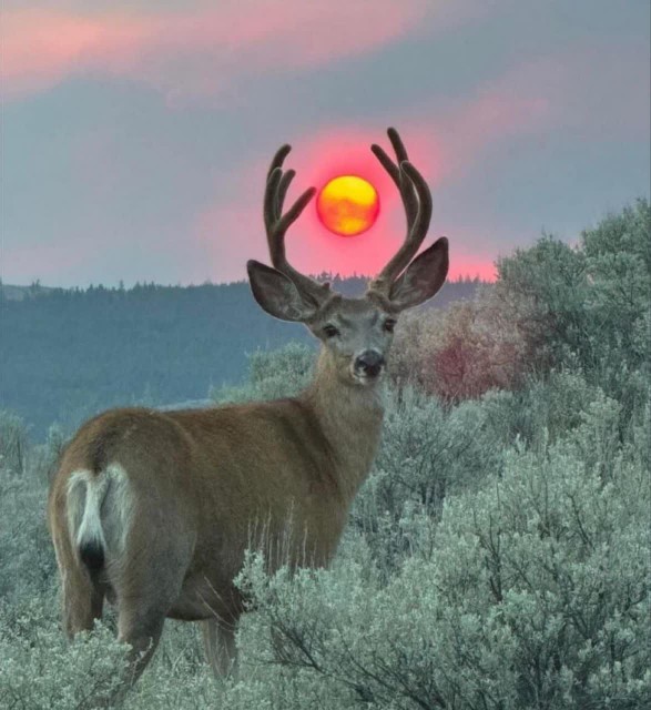 🍂زیبایی این تصویر تقدیم نگاه پر مهرتون🍂