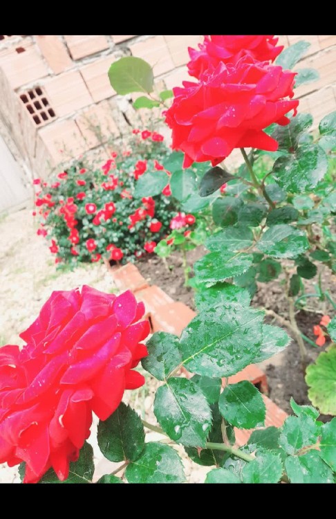 تقدیم به گل های خبری که از گل بهترن☺️☺️⚘️⚘️⚘️