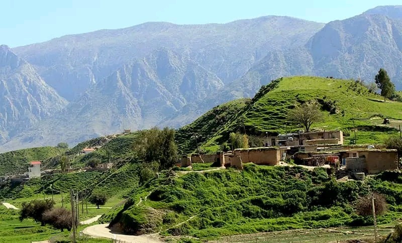 دشت همیشه سبز سوسن