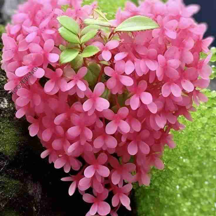 امام محمد تقی ( علیه السلام) : هرکس تقوای اللهی پیشه کند خواه نا خواه محبوب مردم میشود ، اگر چه مردم خودشان اهل پرهیزکاری نباشند ( بحارالانوار ، جلد ۷۵، صفحه ۷۹)