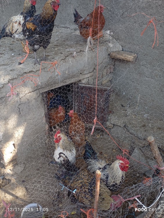 به وقت خروس محلی مادر بزرگ روستا 