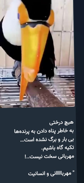 از محبت خارها گل می‌شود باغ و بوستان جنگ ودعوا میشود🥰