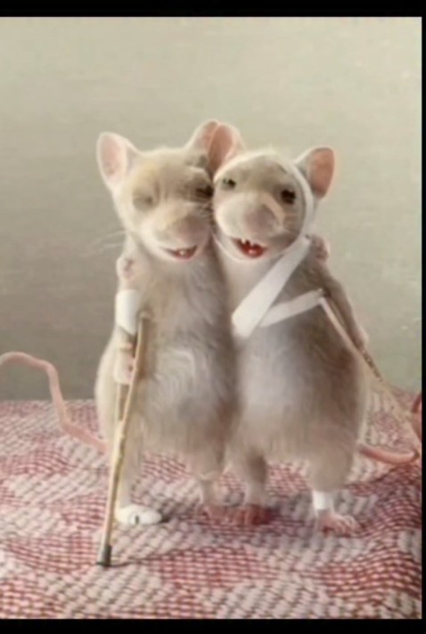 من‌وداداشم‌بعد‌زدن‌همدیگه‌ازصدناحیه😂😂