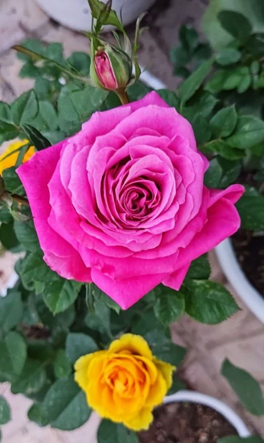 سلام ،روز بخیر 🌹کپشن لطفاً 👇