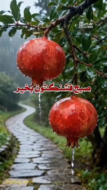 سلام وری ماه تک تکتون صبتون وخیر وخشی❤