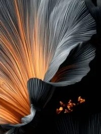 دلنوشته های من🌺11/15