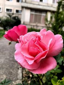 تقدیم به دوستان باوفا  و مهربان  روزتان گل باران🌷🌷