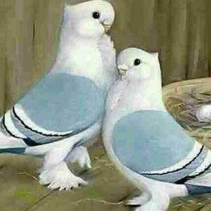 عجیب دلم هوای خنده هایت را میکند
وقتی میخندی جهانم رنگی میشود
بی تو انگار رخت برمیبندد
از دلم🌸🍃
زندگی
تمام لبخندهای جهان گم می‌شوند
درچال گونه ات
جانا
بخند آرام جان
.
.
دوام هرچه به عالم نجیب خنده توست
دلیل کفر دمادم نجیب خنده توست ❤️
