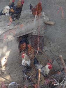 به وقت خروس محلی مادر بزرگ روستا 