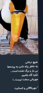 از محبت خارها گل می‌شود باغ و بوستان جنگ ودعوا میشود🥰