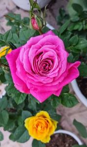 سلام ،روز بخیر 🌹کپشن لطفاً 👇