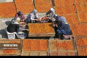 سللم بر دوستان گل وبلبل ✋️