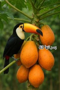 🍁🍁🍂🍂🍁🍁