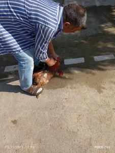 خروس های مادر بزرگ قربانی شد دمت گرم داداش نعمت قصاب